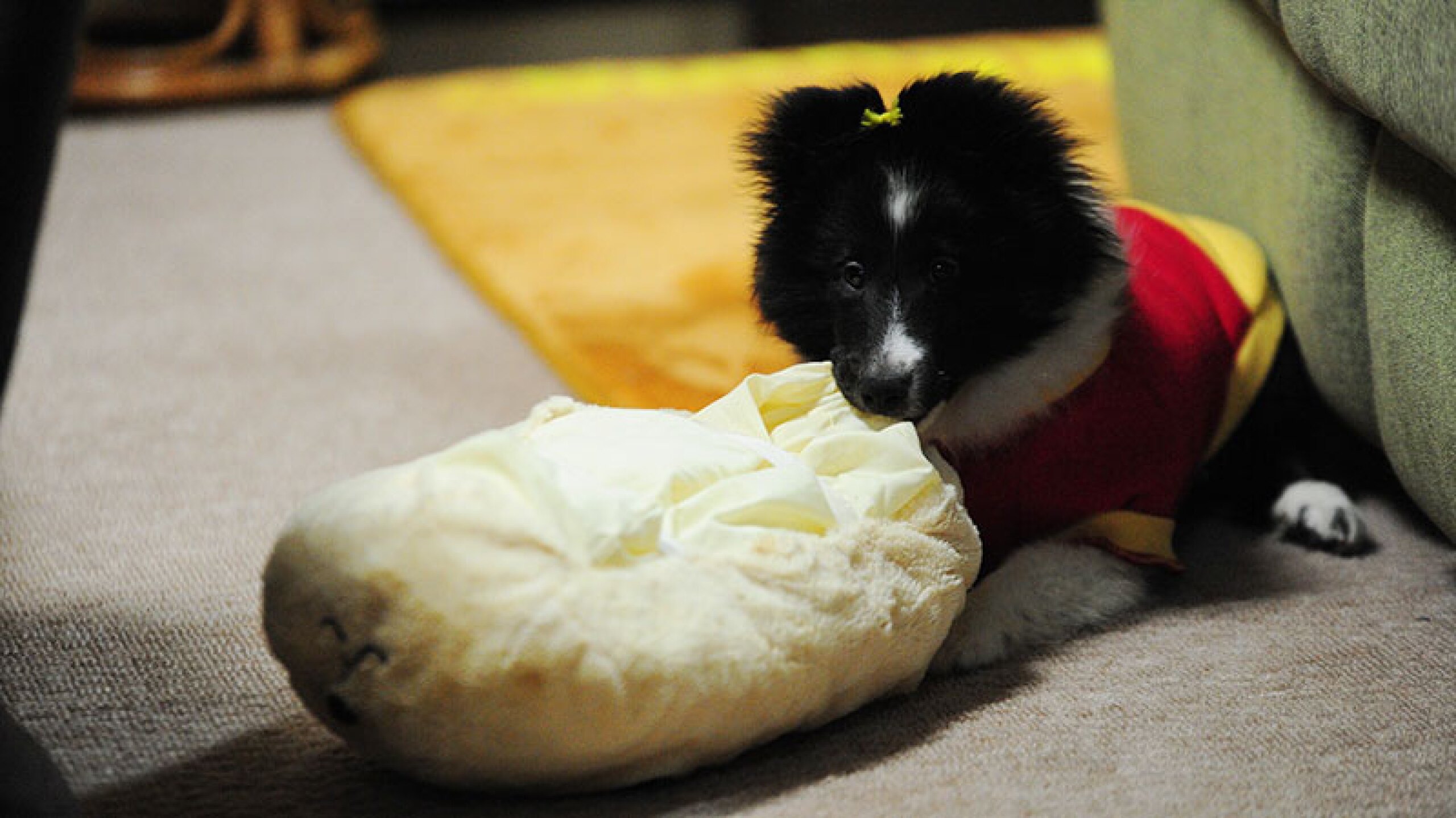 mascotas felices perrihijos perruno