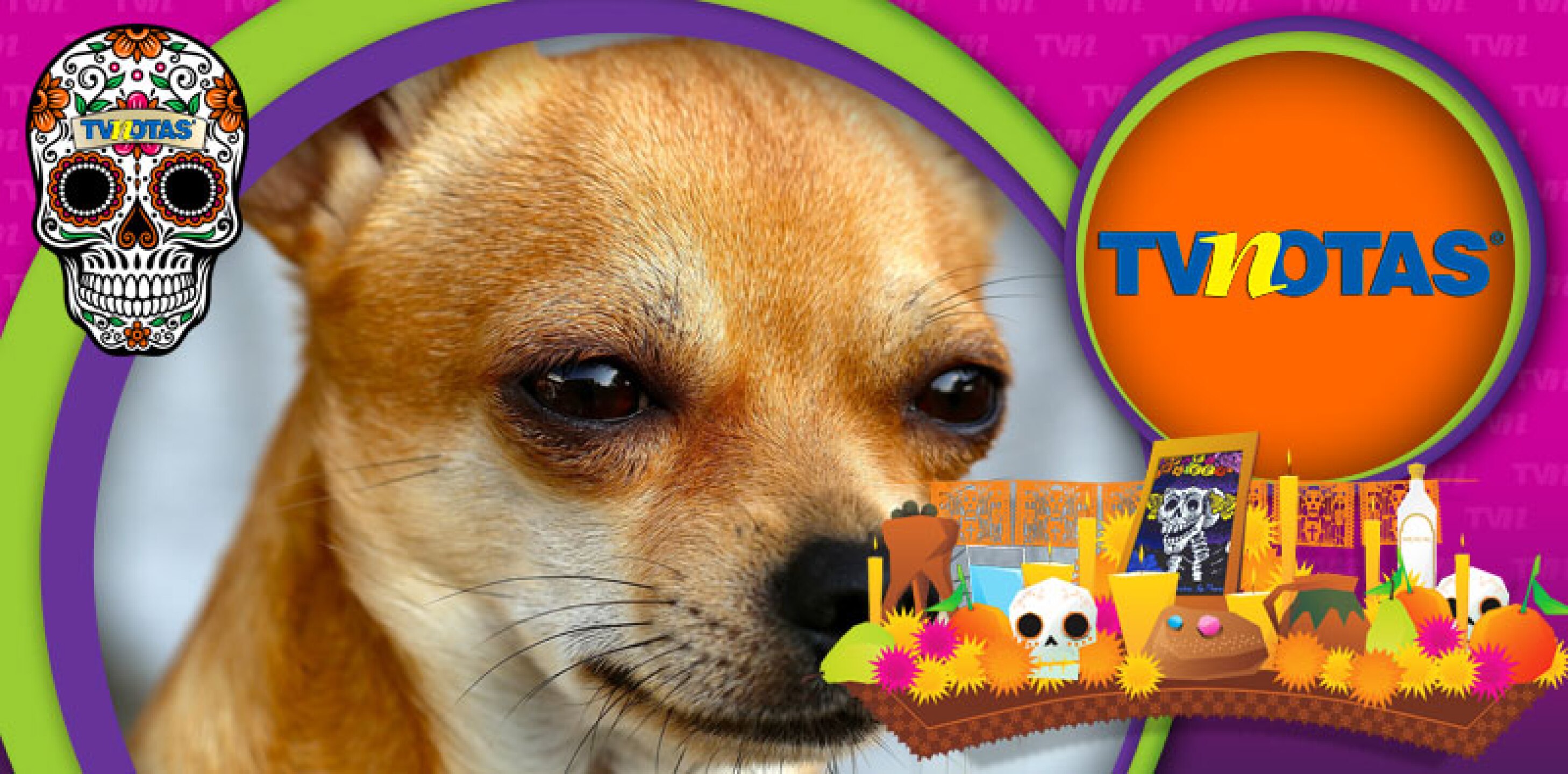 Sin imaginar las consecuencias, mujer hace esto a su perro