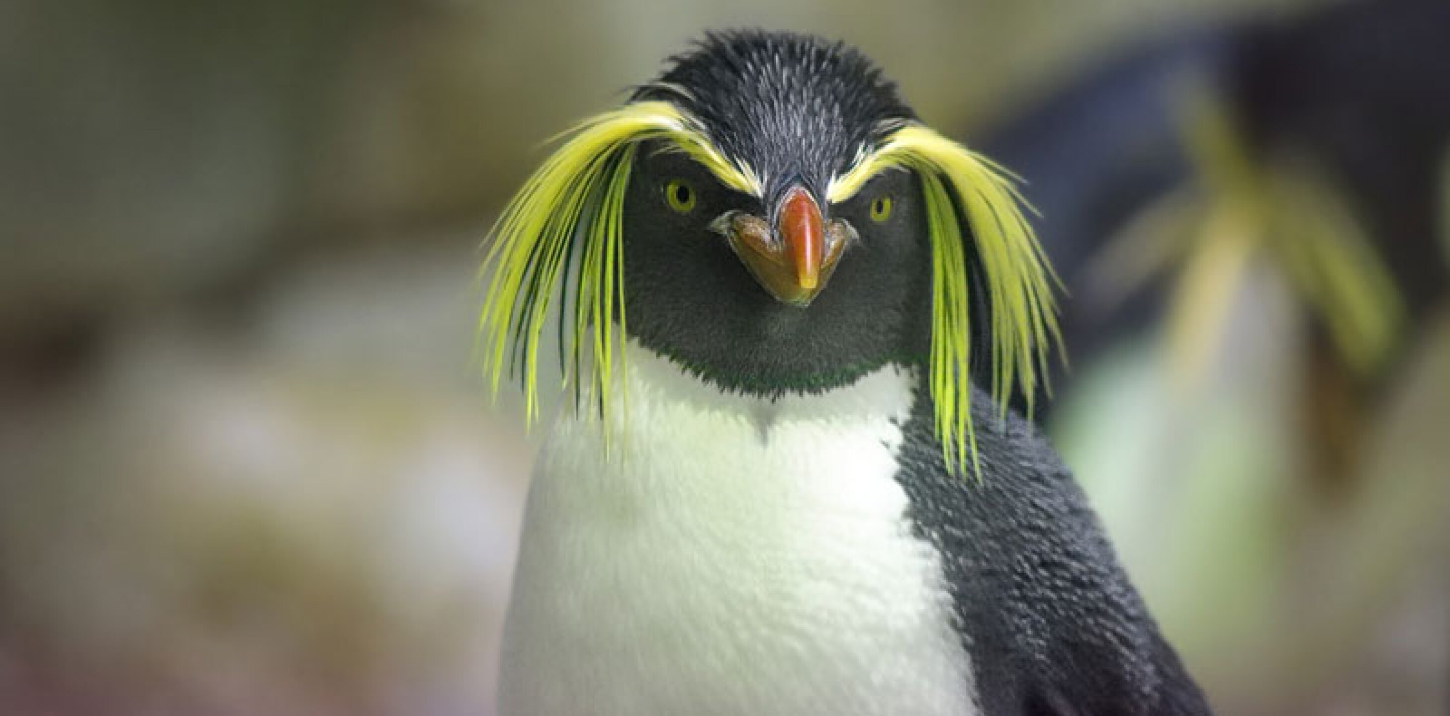 pinguino caricaturas