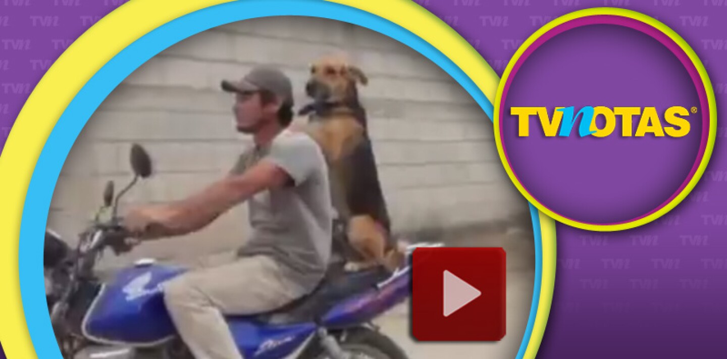 Patán aprendió a viajar en motocicleta como el copiloto de su humano de compañía.