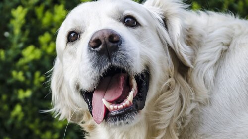 La hermosa prenda fue hecha especialmente para ella en esta temporada de frío.
