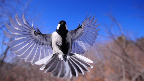 pajaros muertos europa