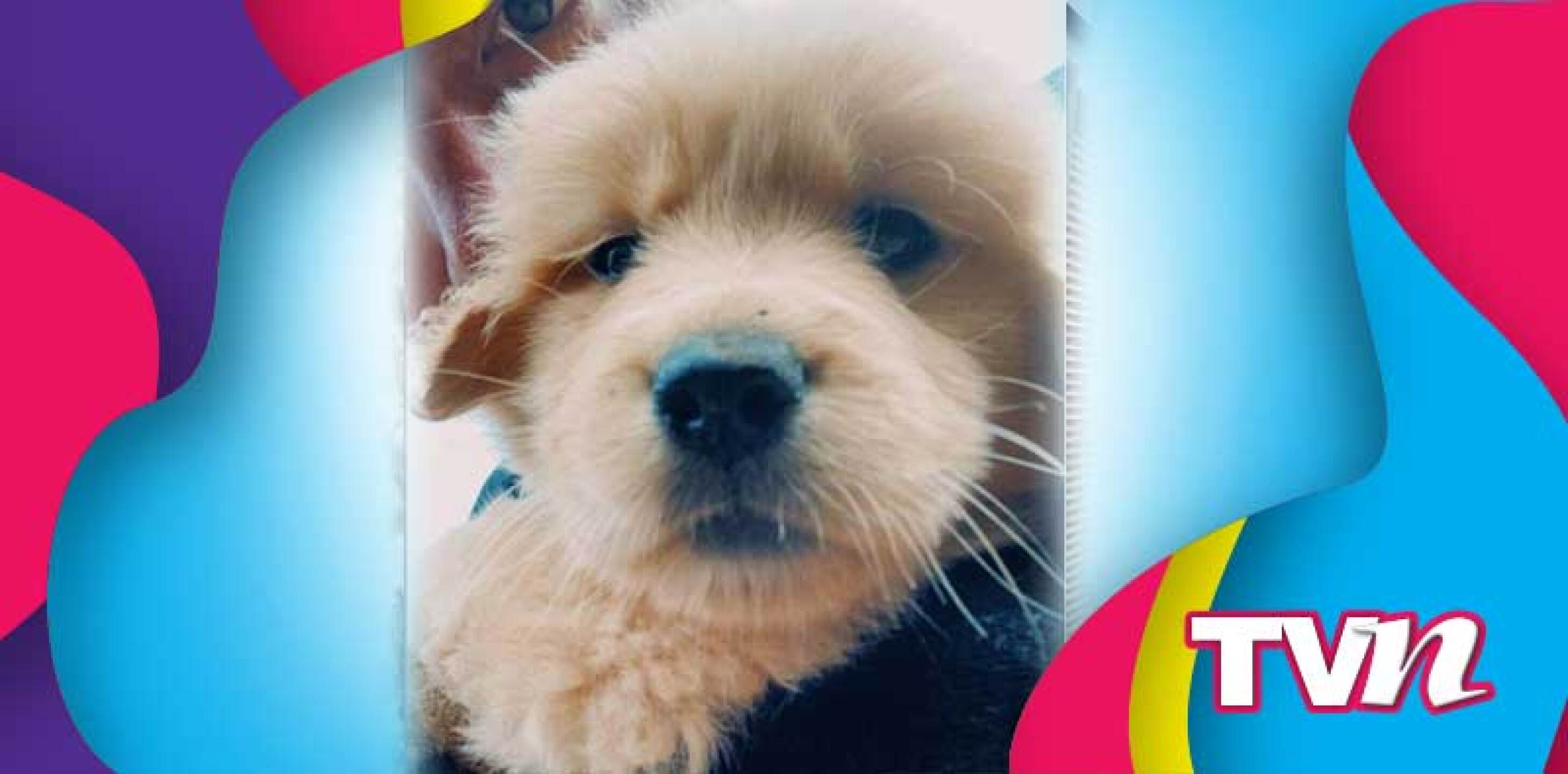 La perrita es de raza labrador golden retriever