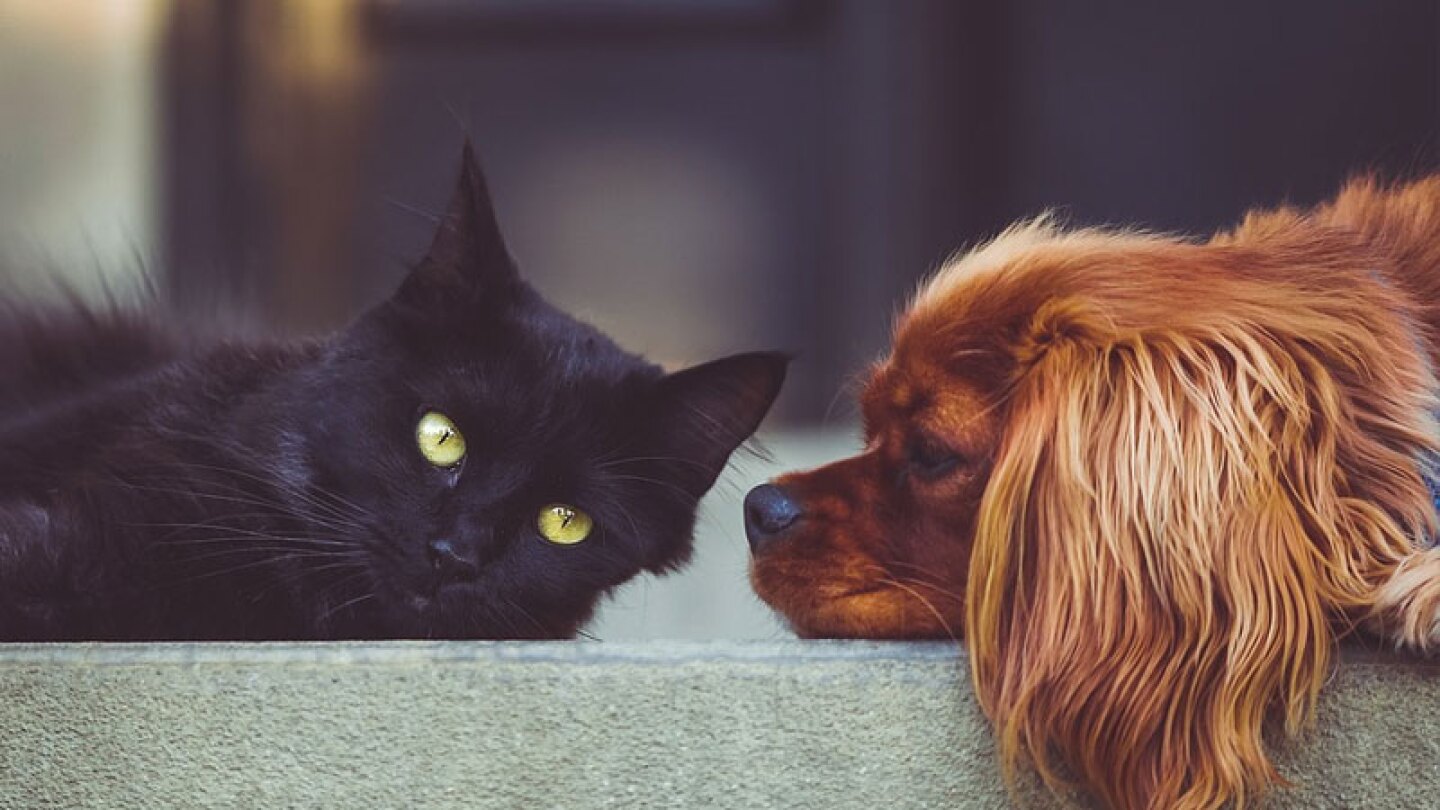 En estas fiestas decembrinas, ¡ayuda a tu mascota a evitar el estrés de la pirotecnia!