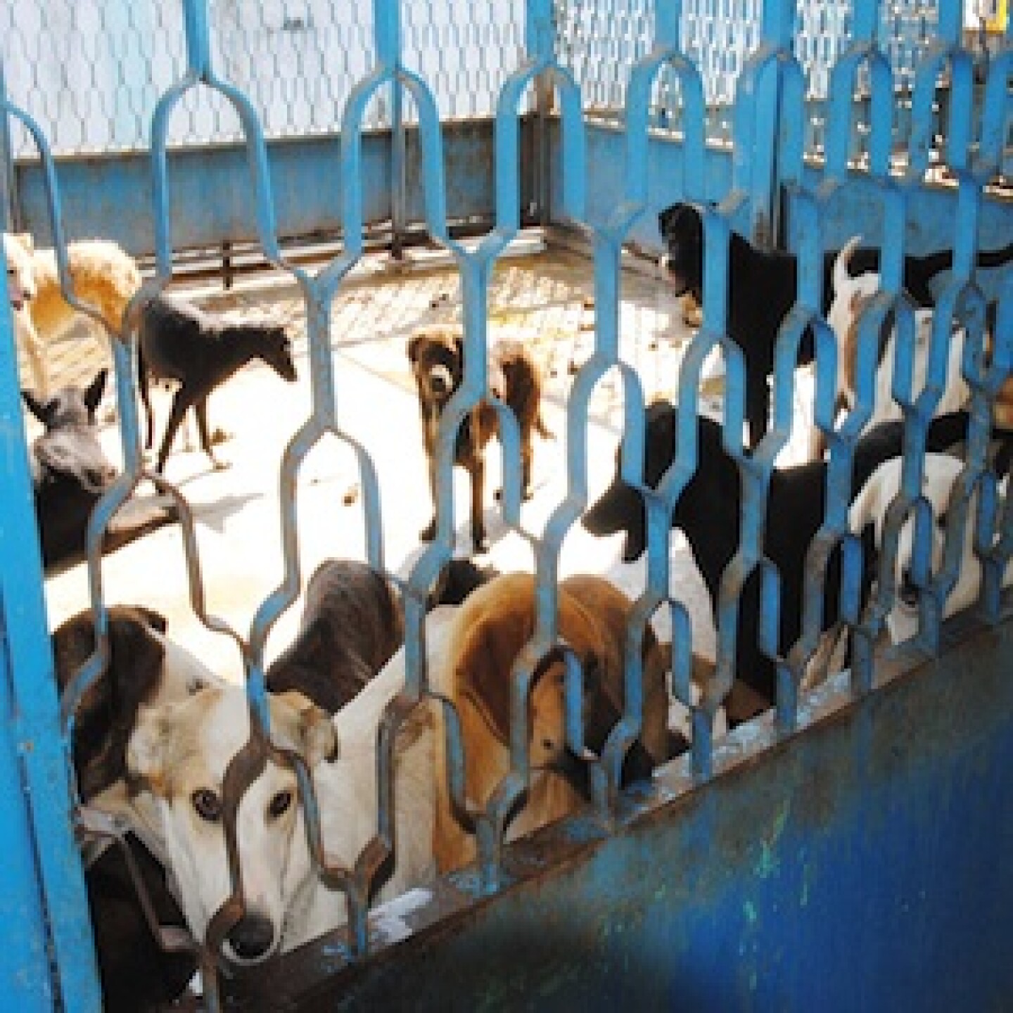 La ALDF busca crear conciencia entre los propietarios de canes. Foto: Notimex