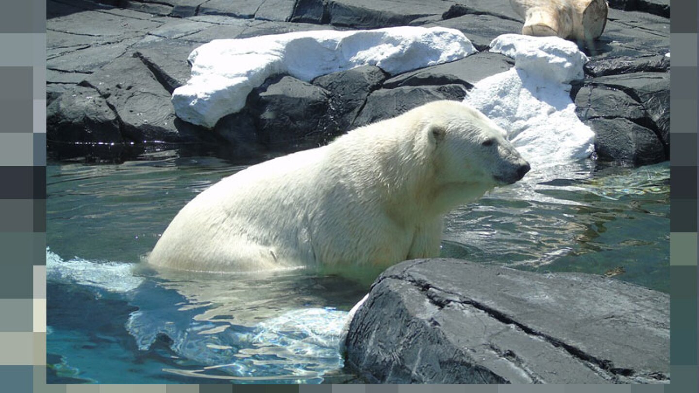 Fallece osa polar debido al dolor que le causó quedarse sola