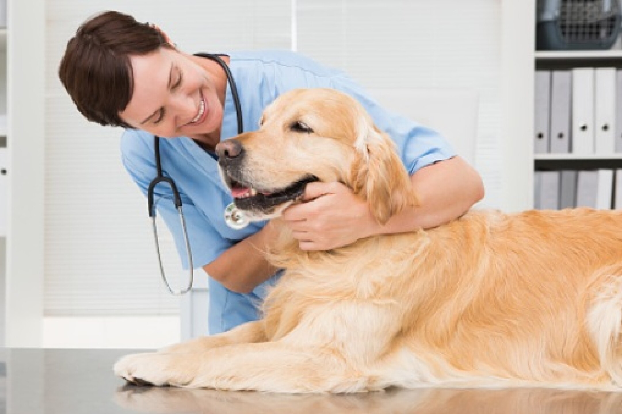 estética cortes caninos