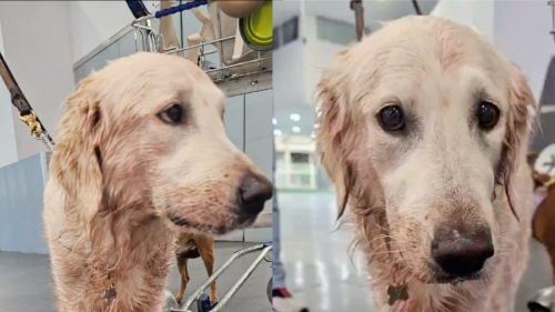 Caso de perrita Maple, lesionada en vuelo, enciende las redes.png