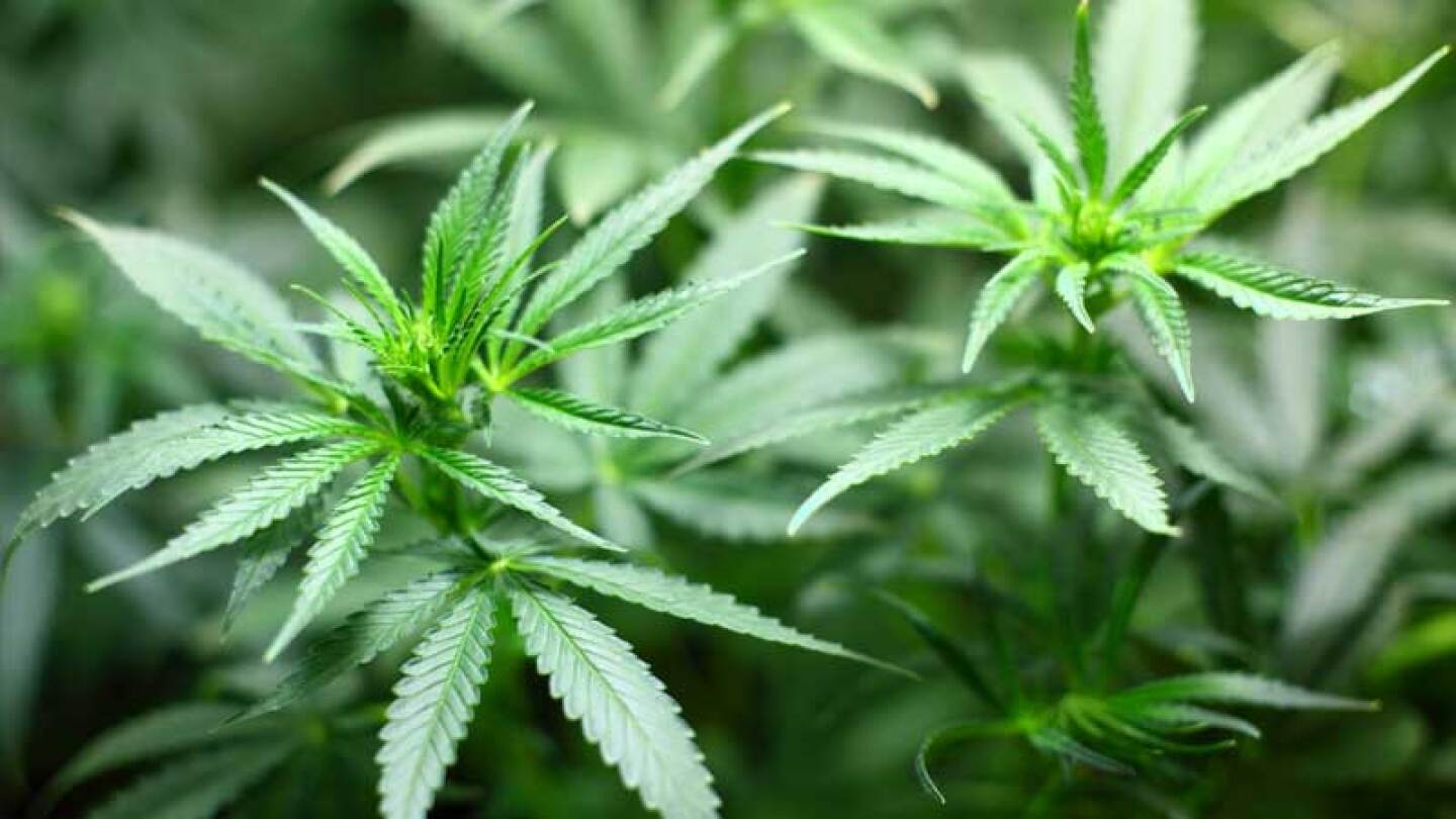 diputados marihuana aprueban ley federal regulación cannabis