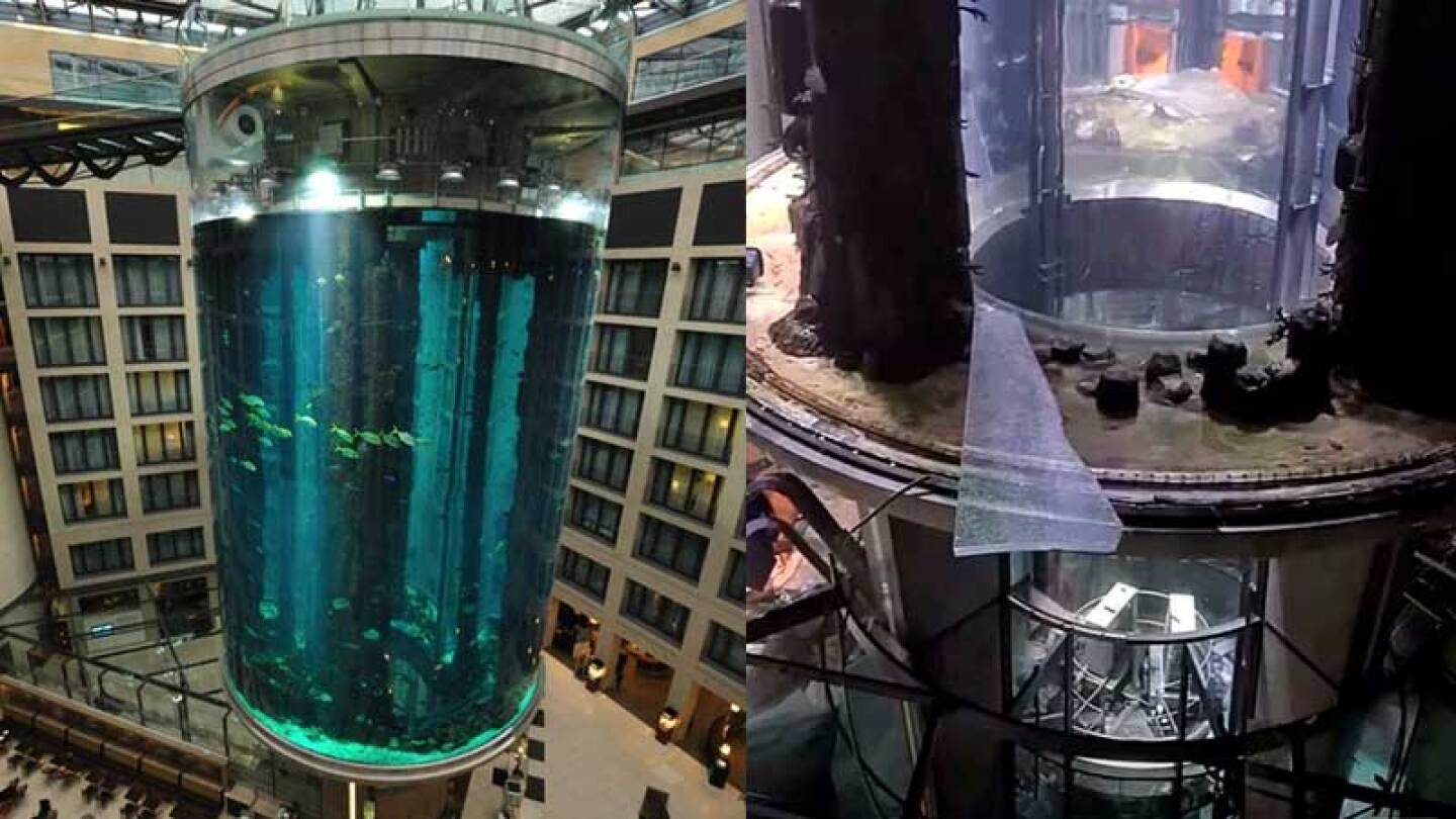 Todos los peces murieron