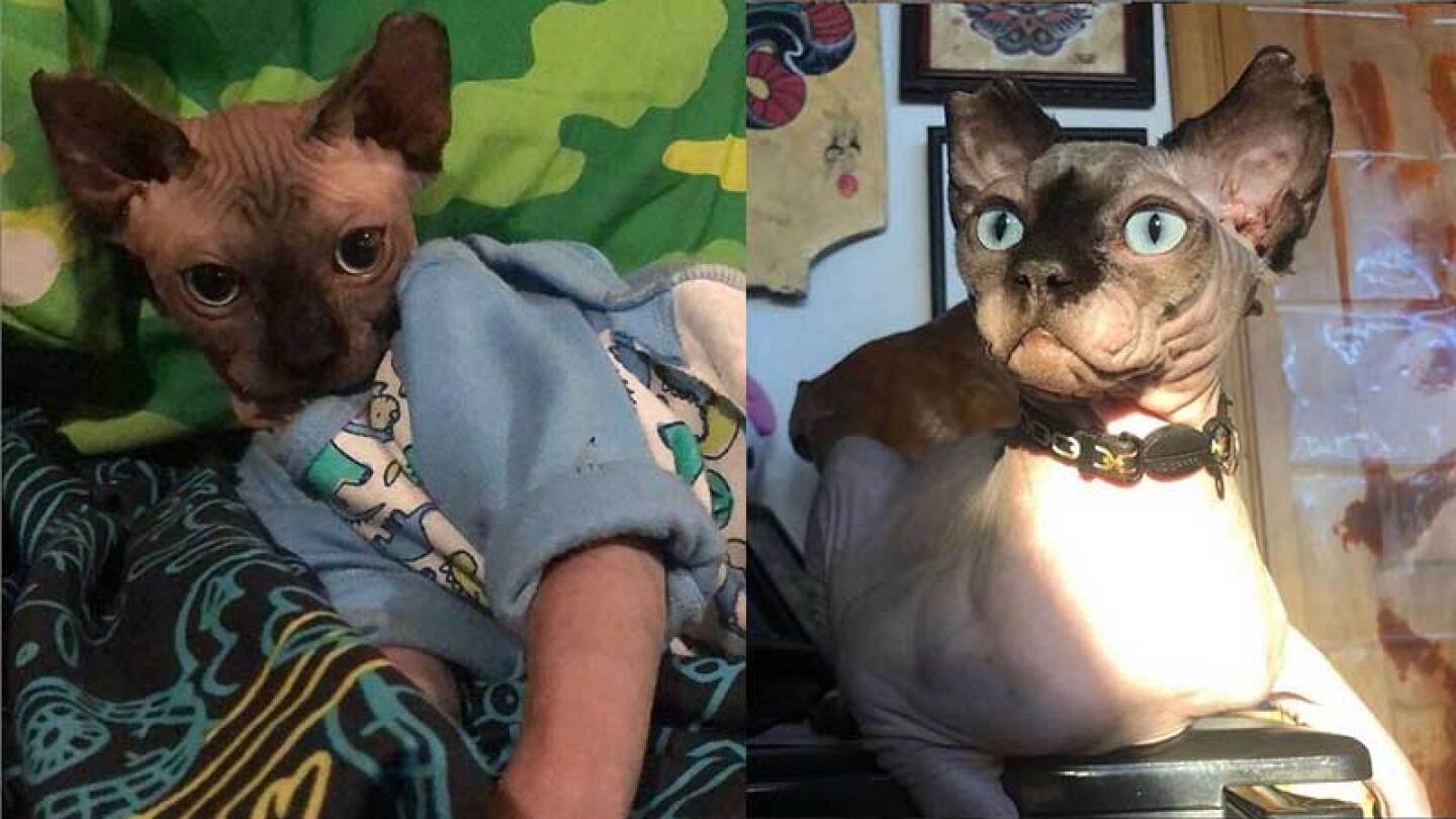 Dos animalitos están perdidos