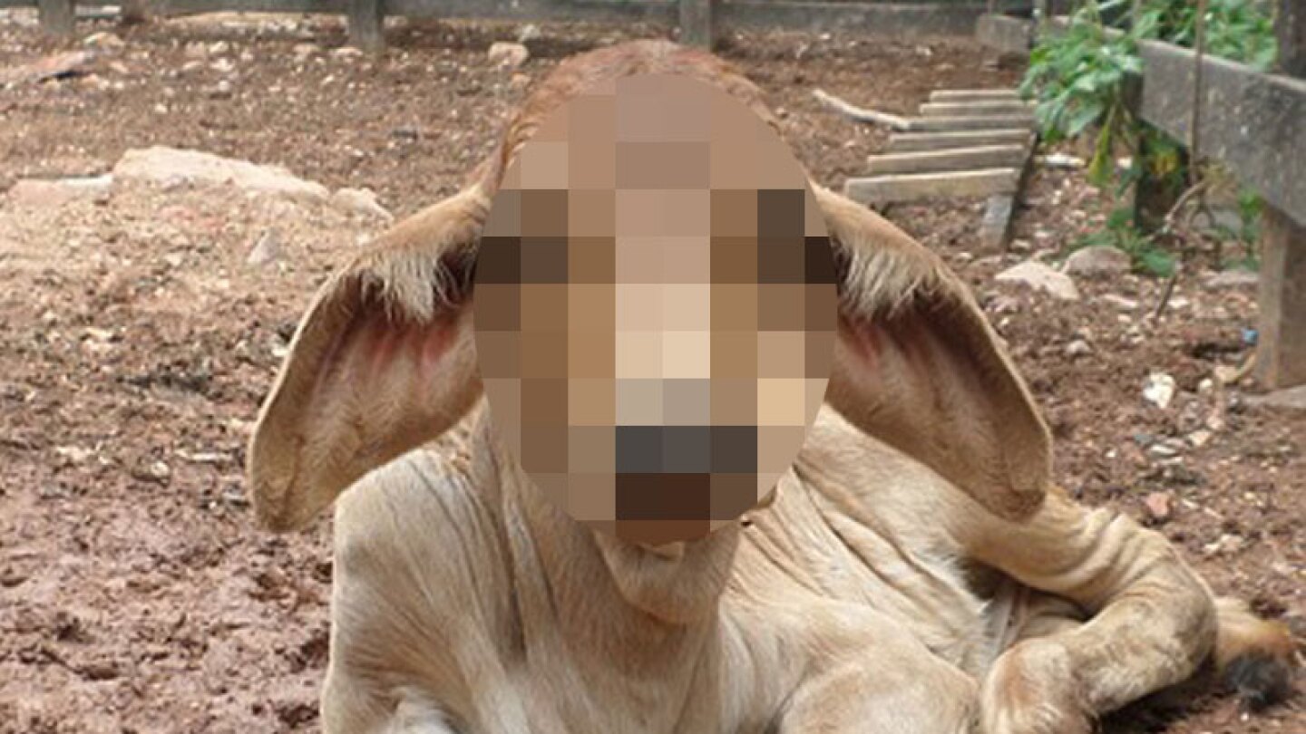 Ternero con cara de humano causa pánico en la India