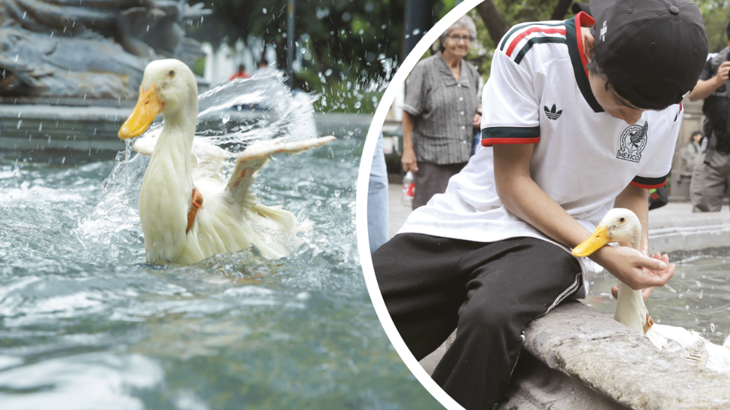 El Pato Merlín y sus dueños