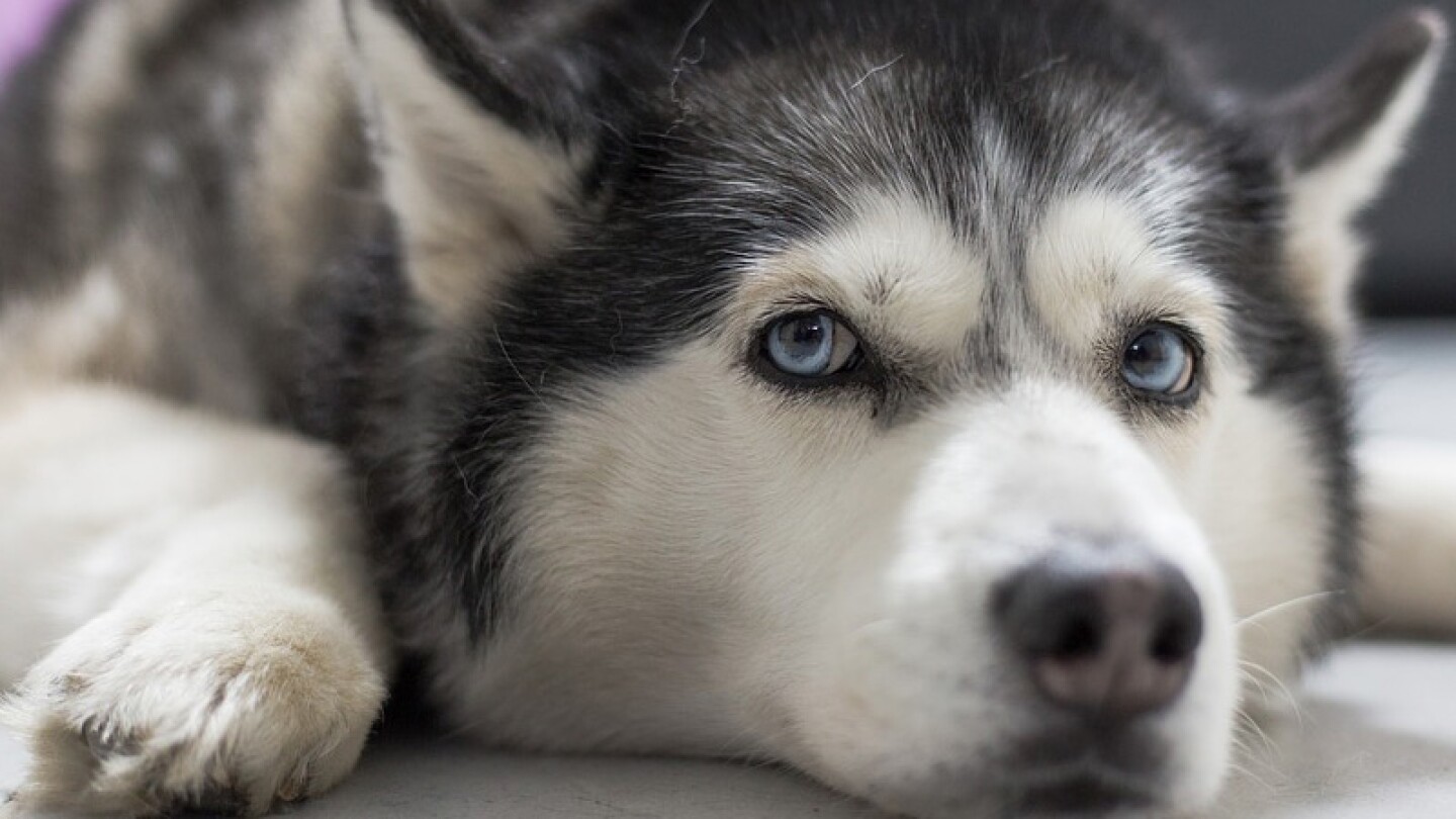 Exhiben a entrenador de perros asfixiando a un husky