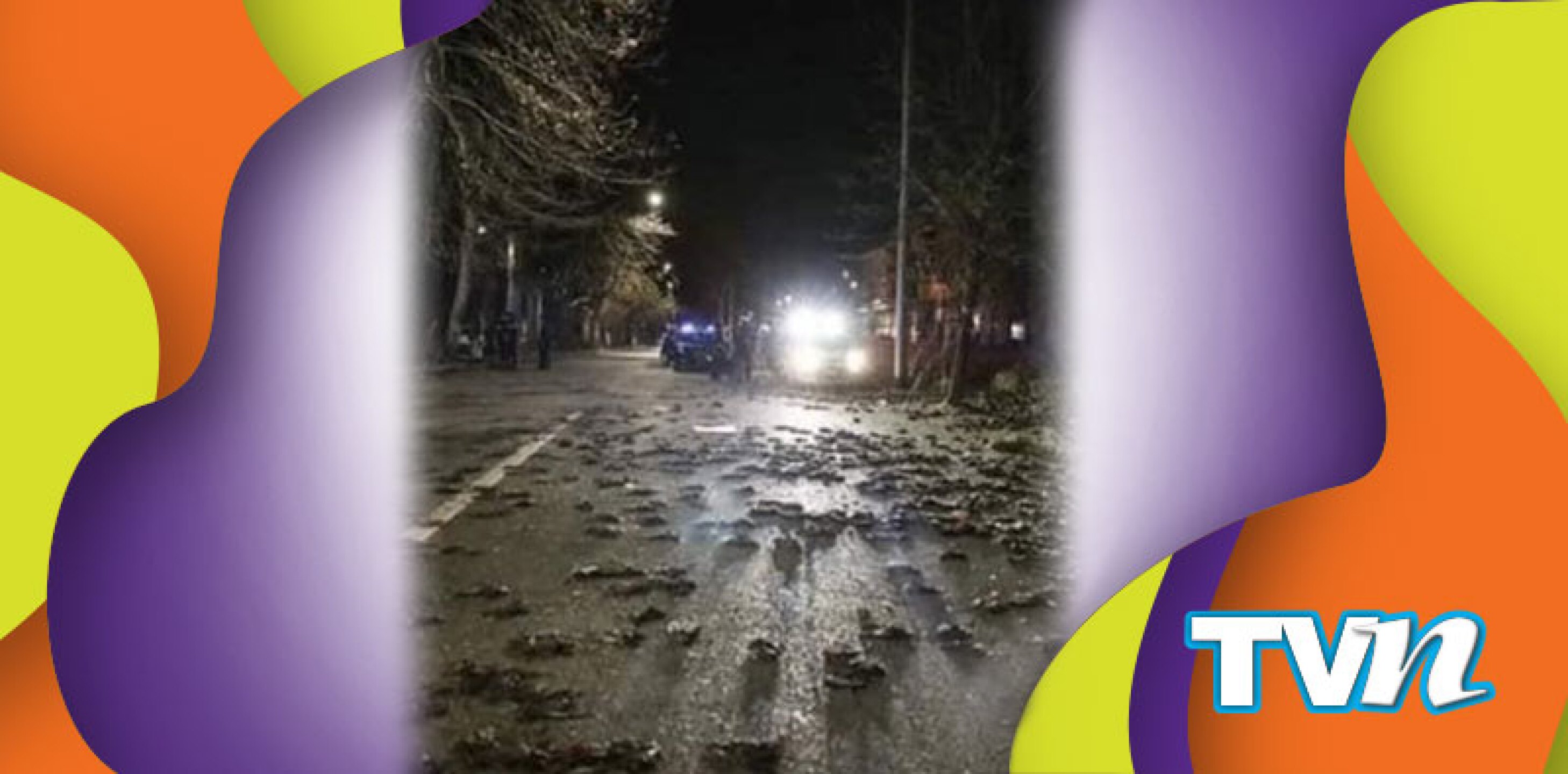 pájaros muertos europa