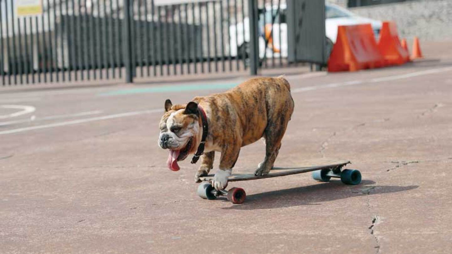 Conoce a Logan, el único bulldog patinador de México.