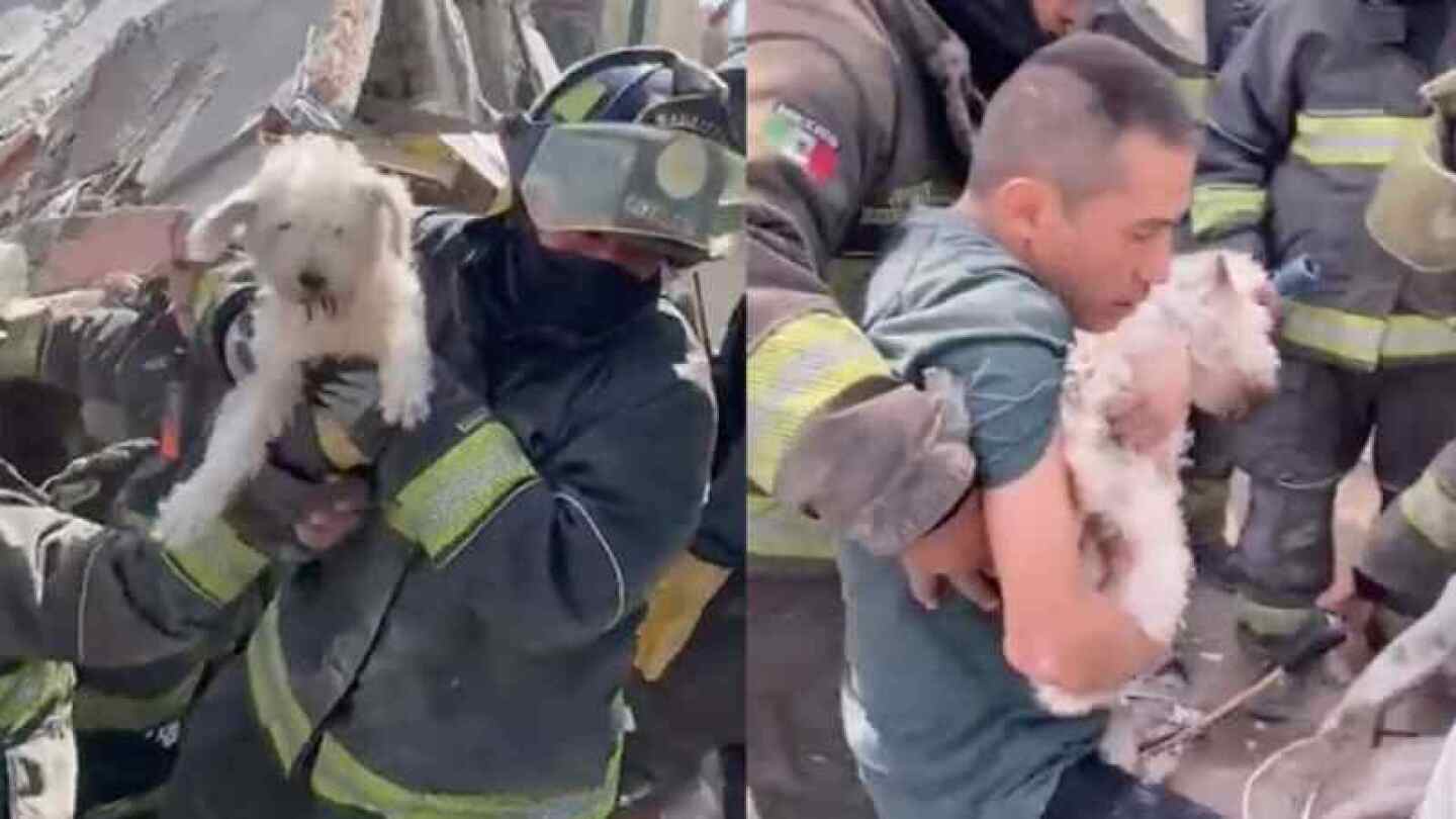 Rescatan a 2 perros explosión Pensil Norte cdmx viral rufian