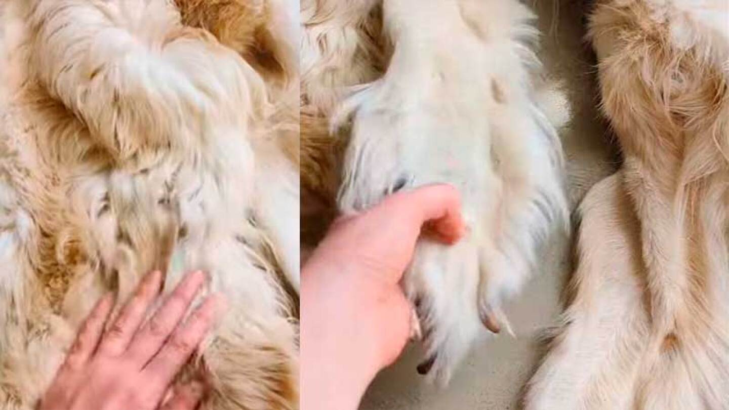 El perrito fue conservado como alfombra