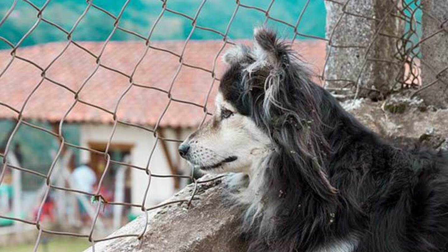 Perro ayuda a su amigo para que vea a la 'vecina'.