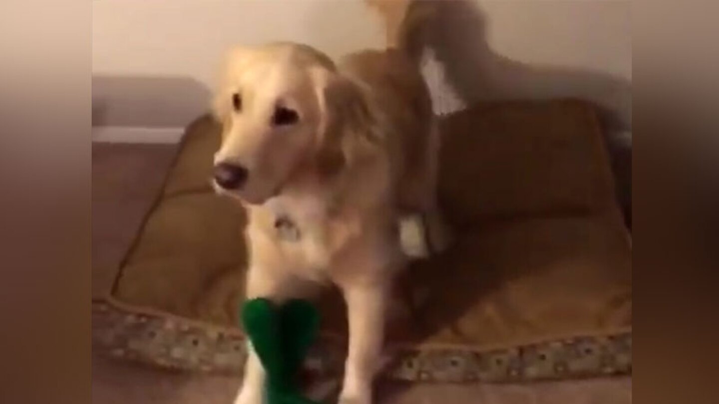 Golden Retriever n.