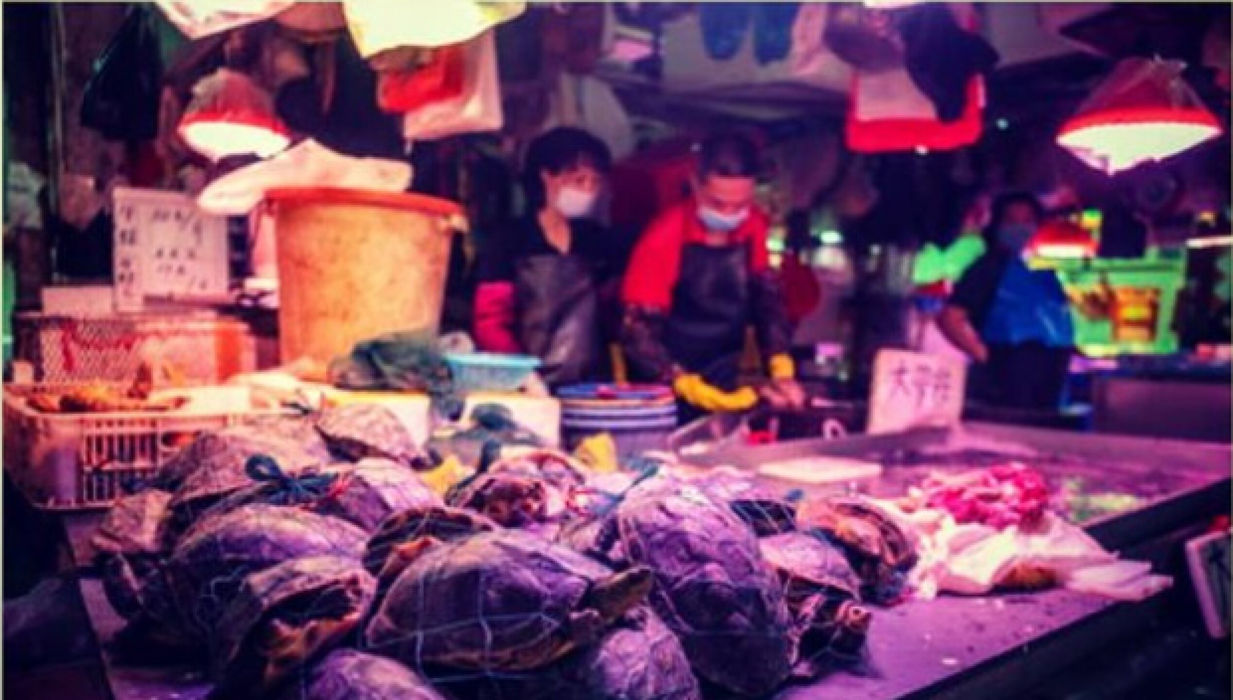 Expertos analizaron el mercado de Wuhan, China