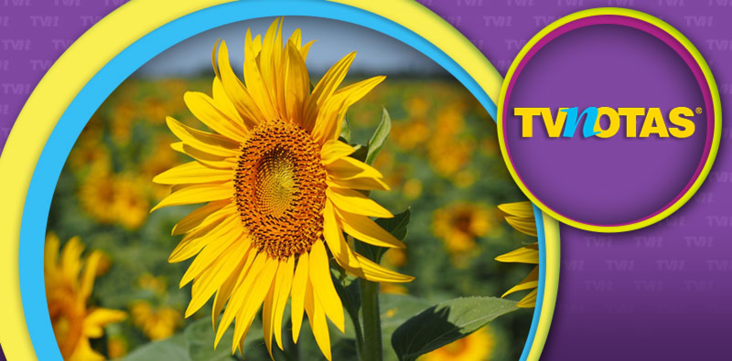 El aceite de girasol puede causar cáncer