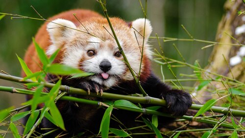 Estos son los 7 animales bebés más tiernos