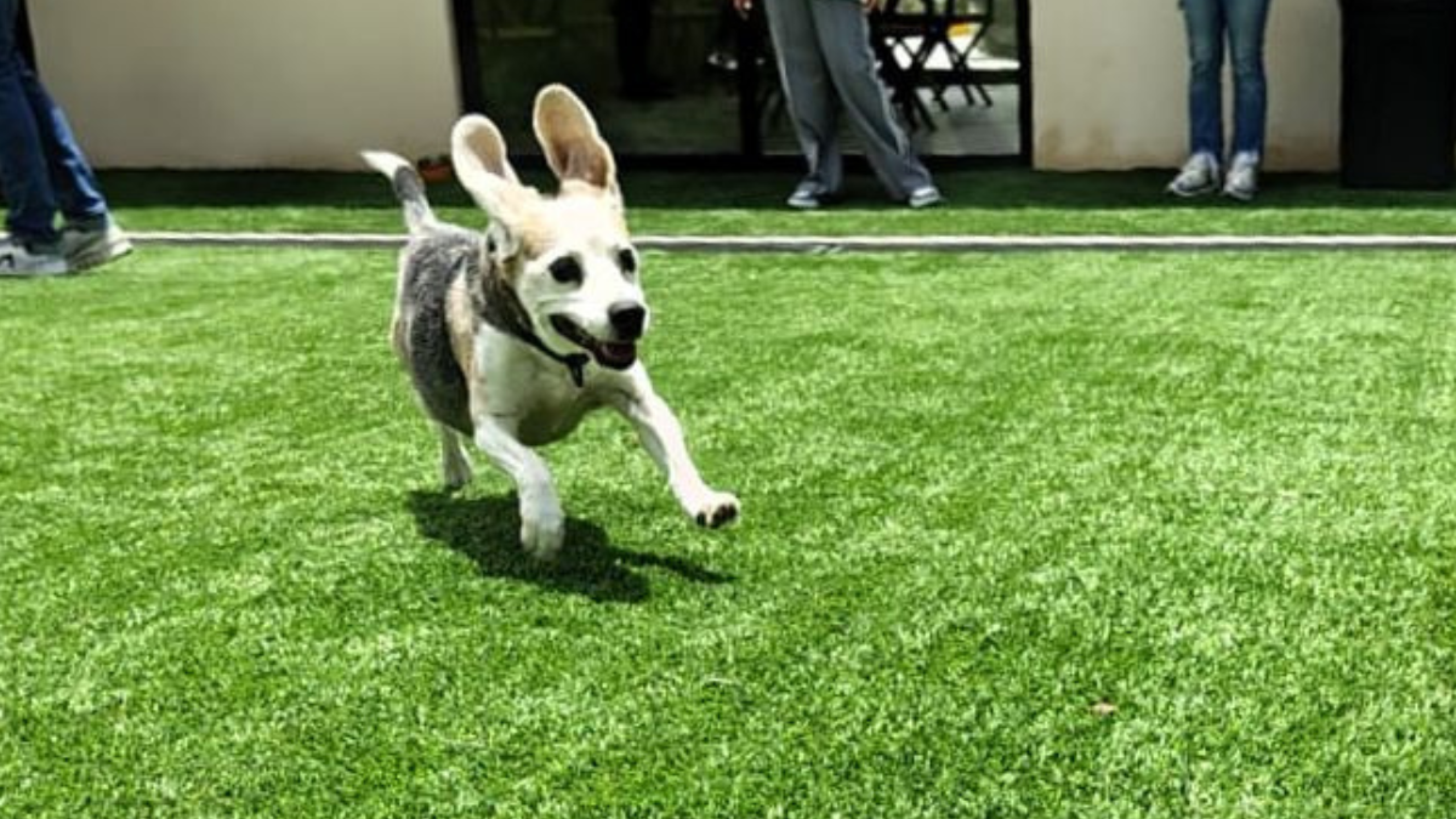 Paw Park