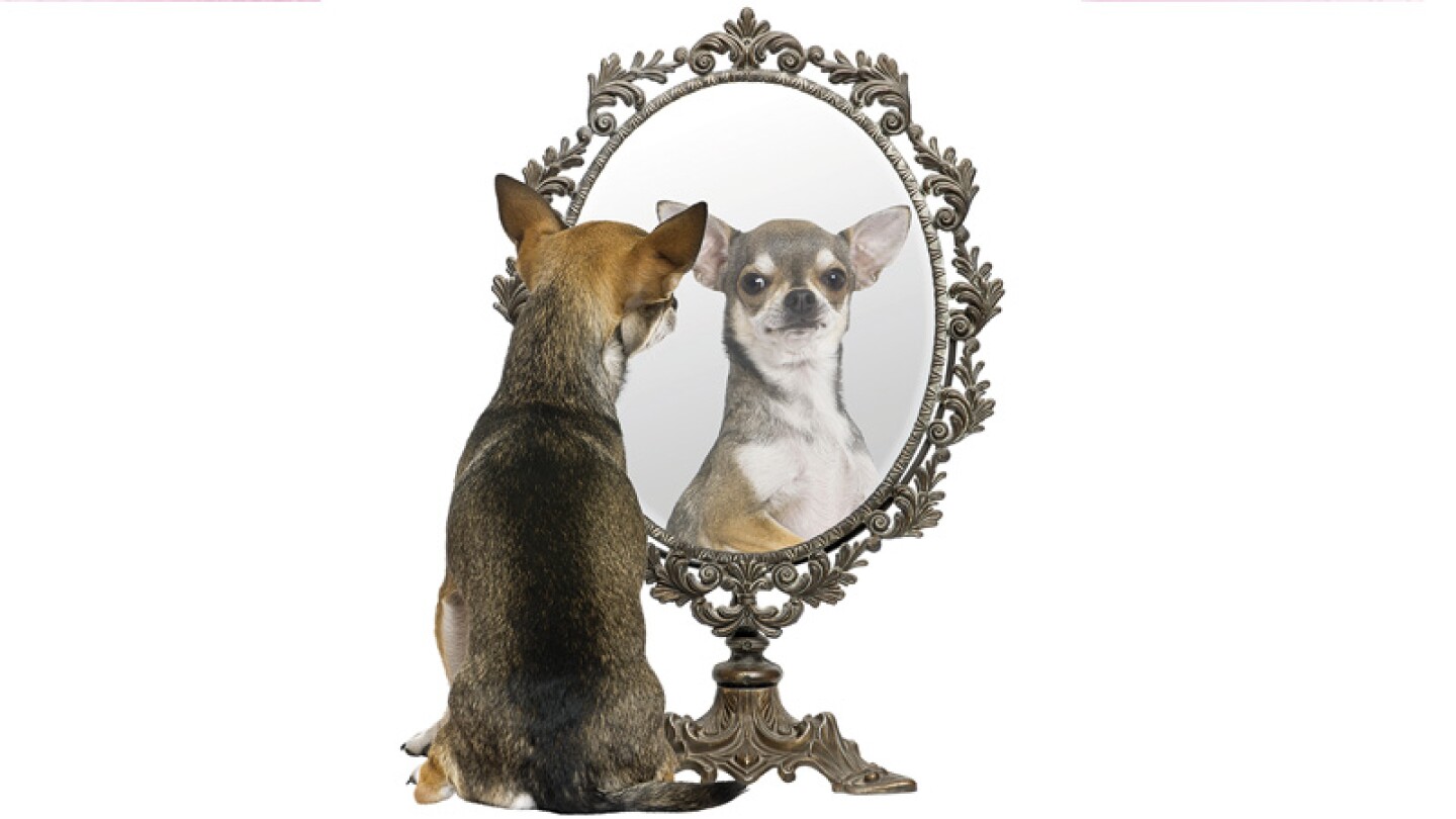 Perro callejero.
