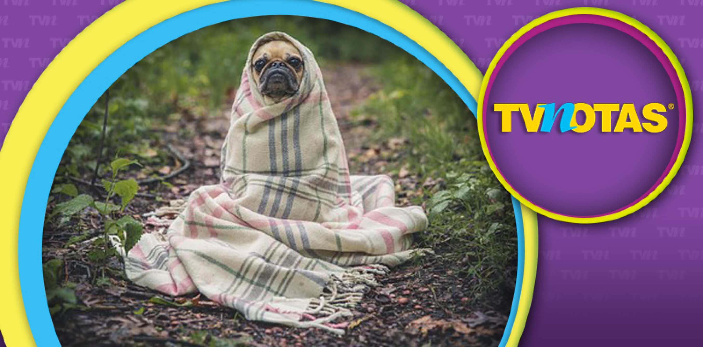 Regálale a tu mascota unas vacaciones