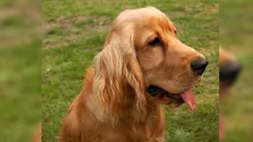 Los perros entienden palabras