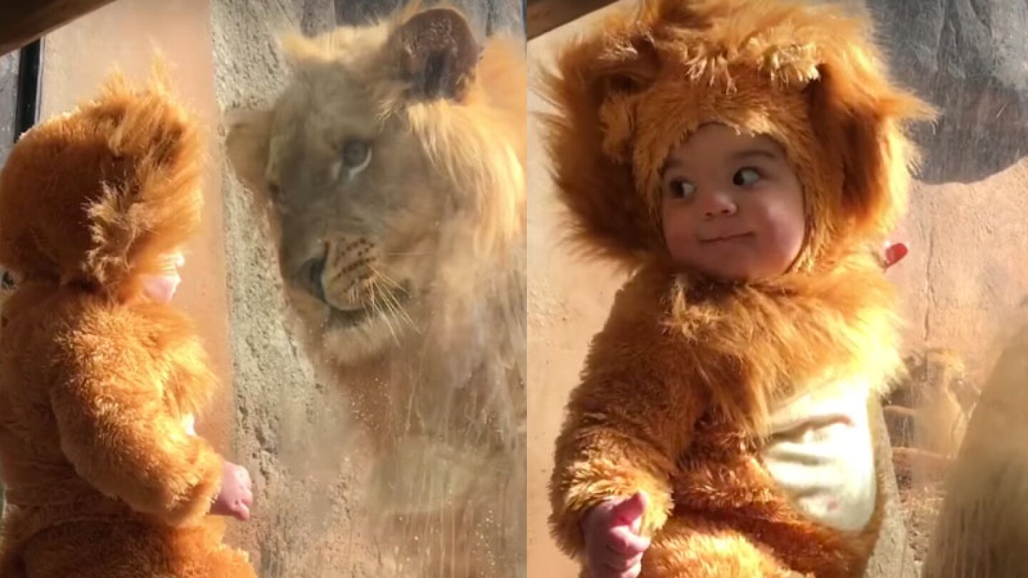 Así reacciona el rey de la selva al ver un niño disfrazado león