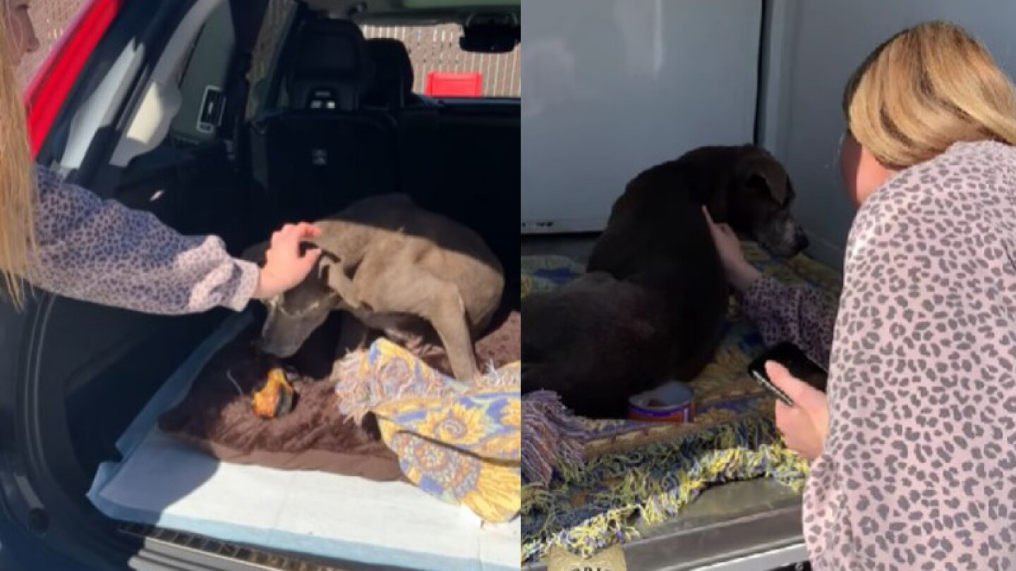Gracias a un microchip de rastreo la familia se pudo reencontrar con su mascota.