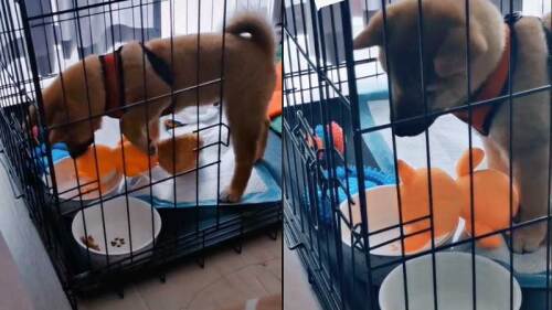 Perrito enternece en redes