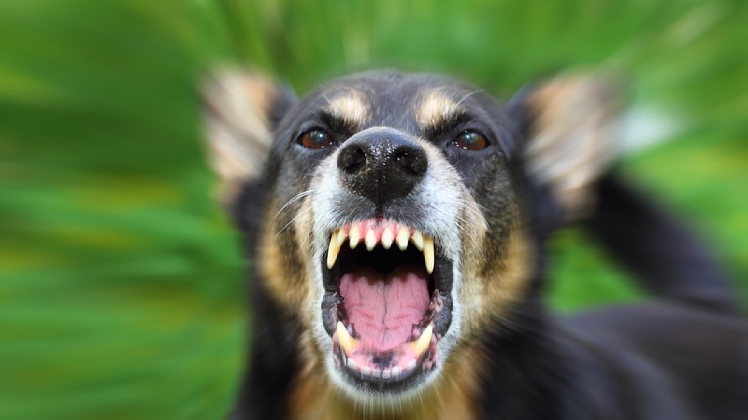 Perro amenazado.