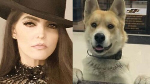 Las virales irresistibles de TVNotas