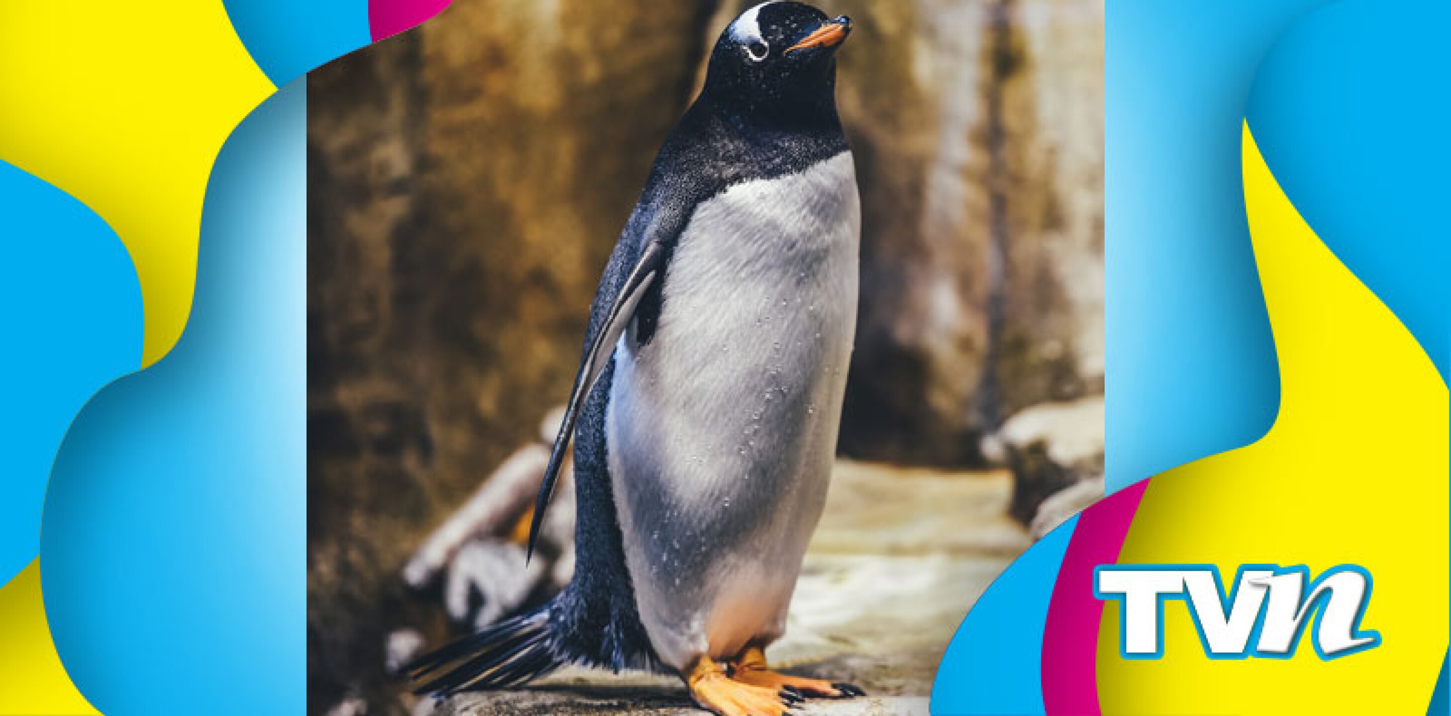 pinguino caricaturas