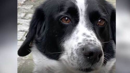 Kupata ha conmovido a varios internautas.