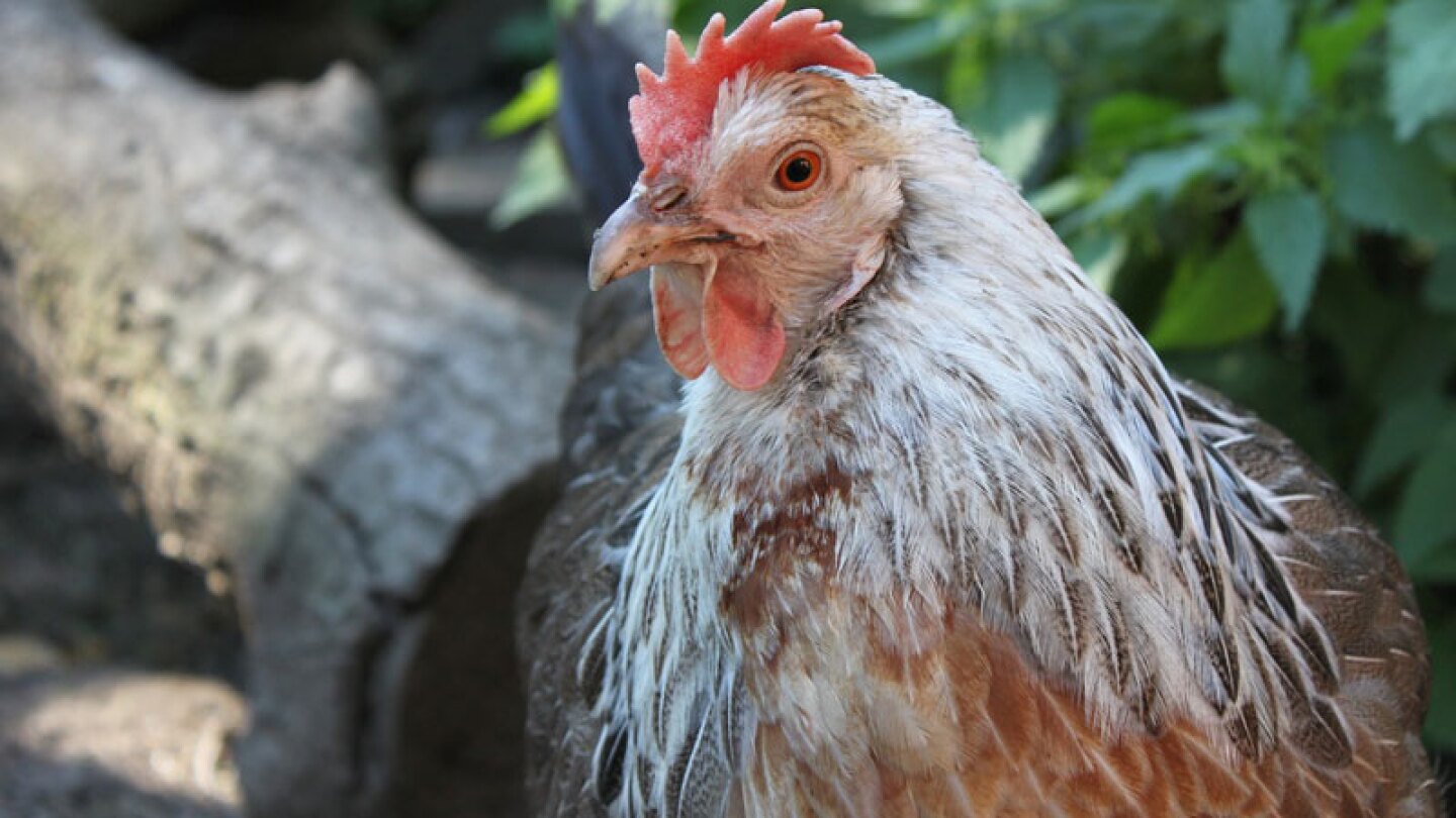 Porque es muy interesante la vida de las gallinas…