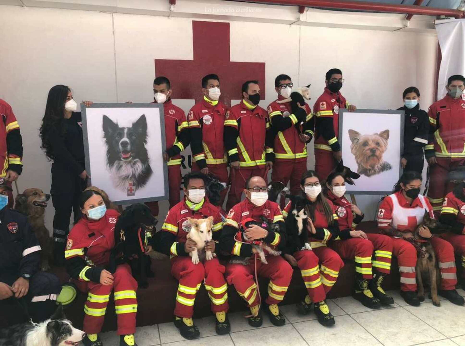 Cruz Roja Mexicana adopción cachorros rescatistas