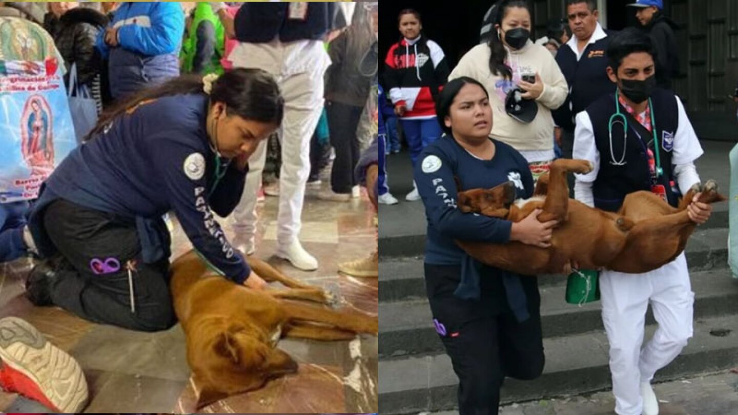 Perro peregrino rescatado en la Basílica de Guadalupe