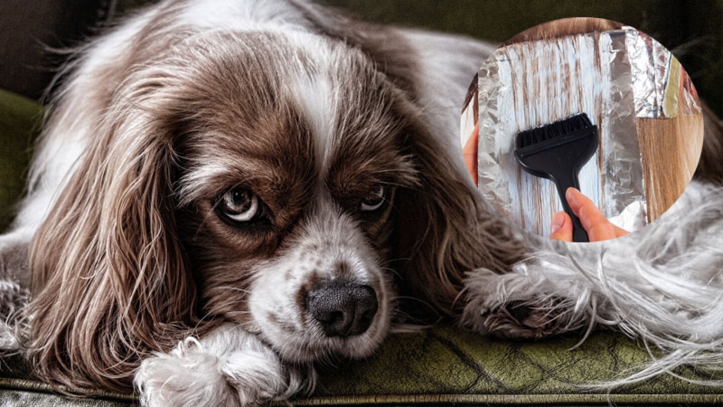 Decidió pintar el pelo de su perrita y casi la mata