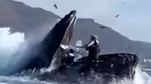 Ballena se come a dos mujeres