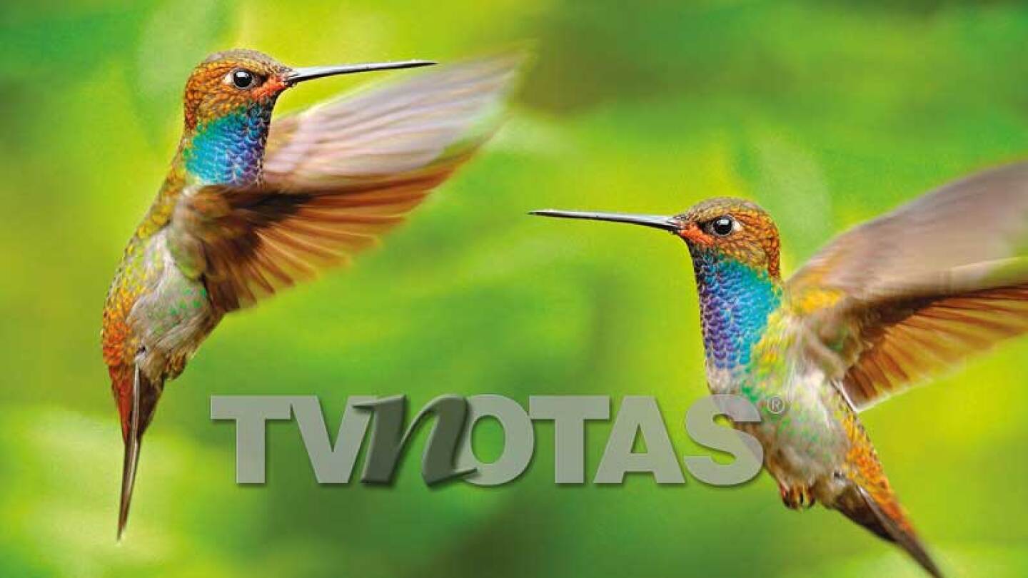 Cómo hacer un bebedero para colibríes