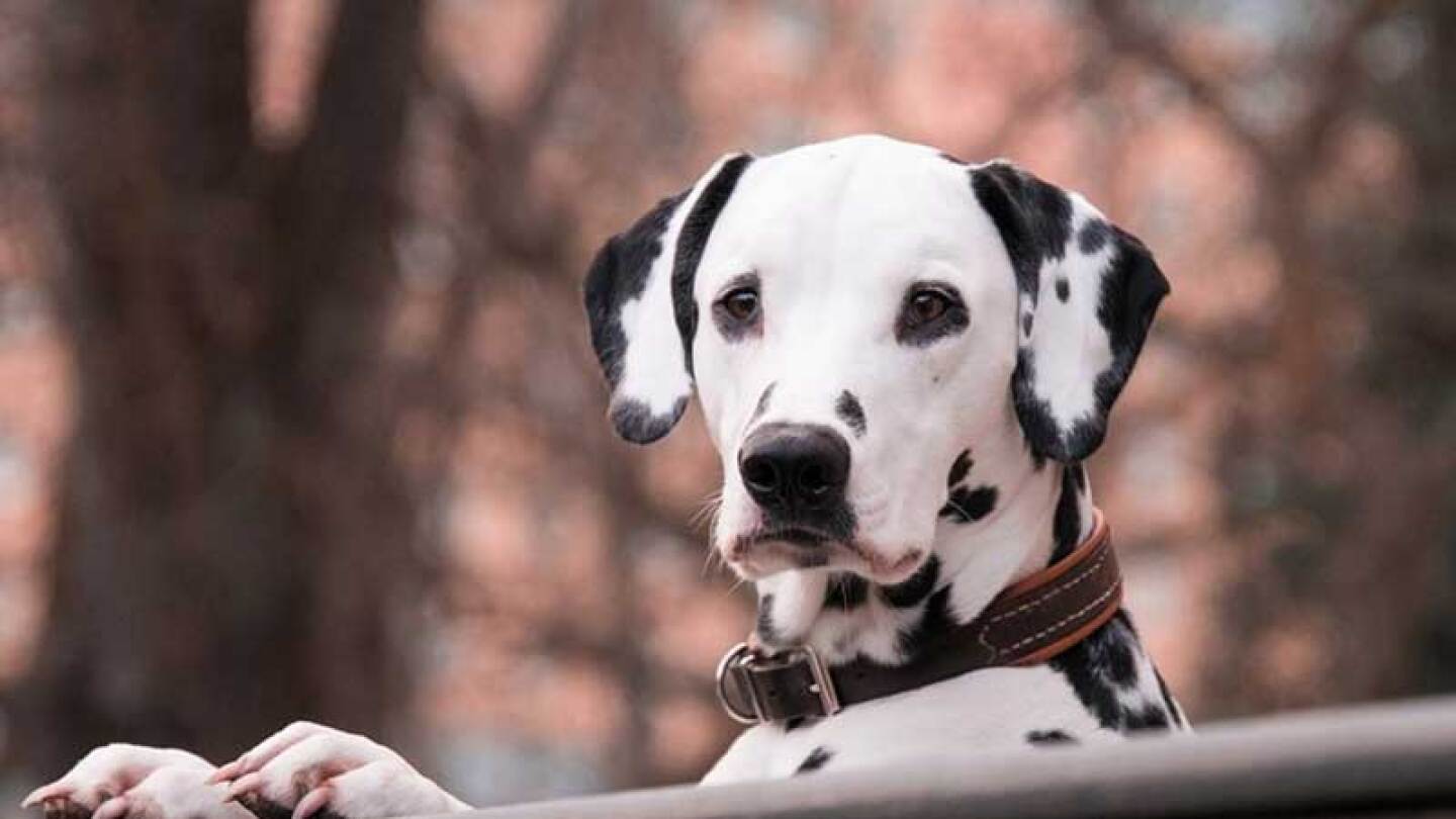 Hombre quiere ser reconocido como perro