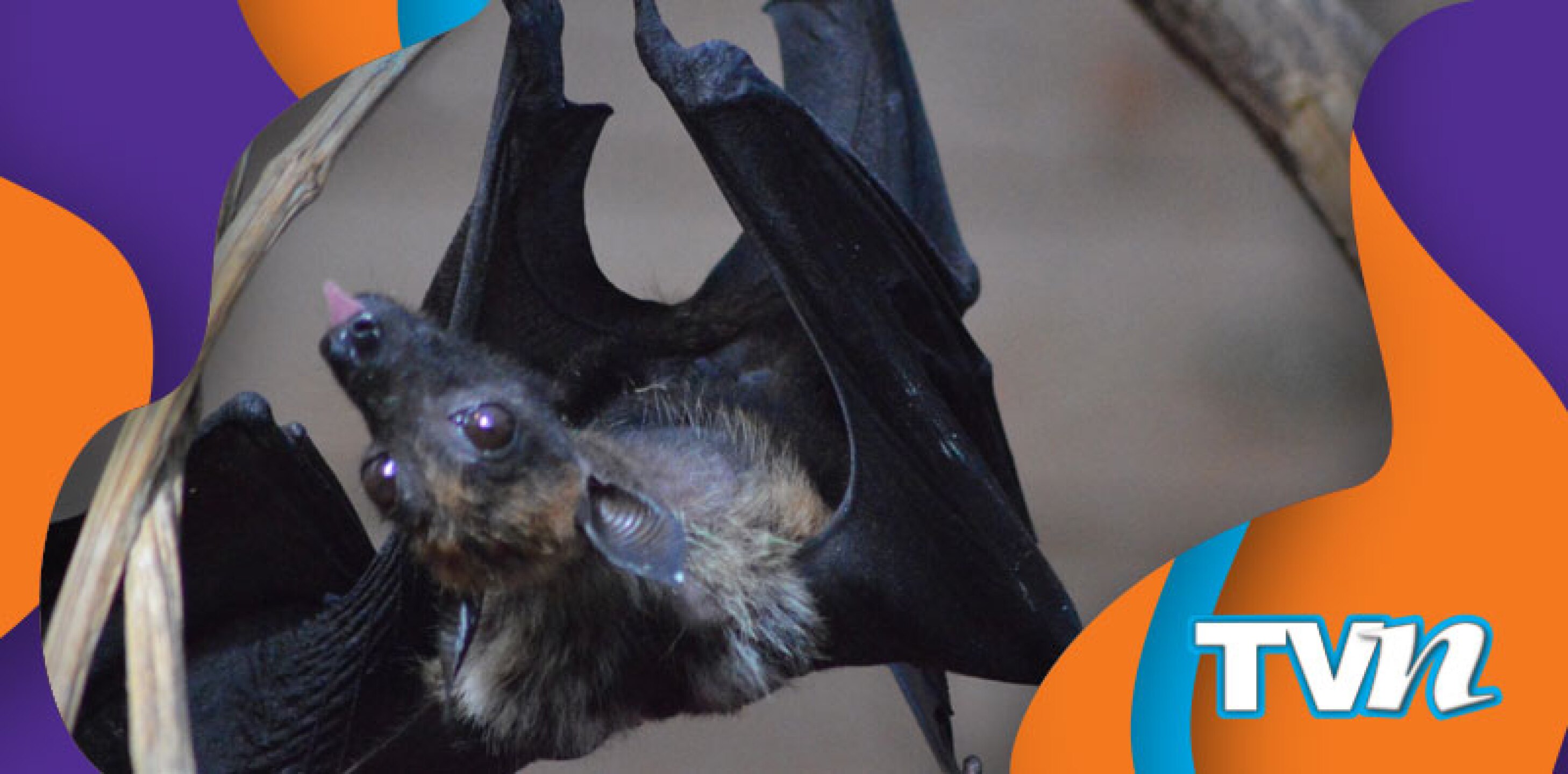 Reportan su venta en mercados