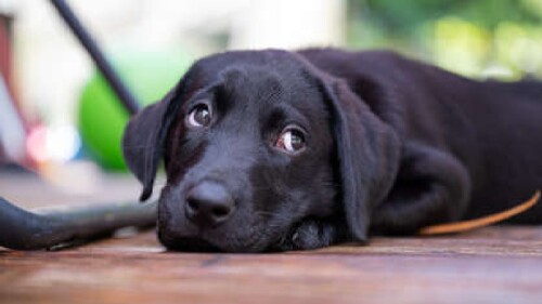 Perrito se viraliza por comerse el trompo de una taquera