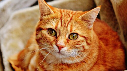 Datos curiosos de los gatos