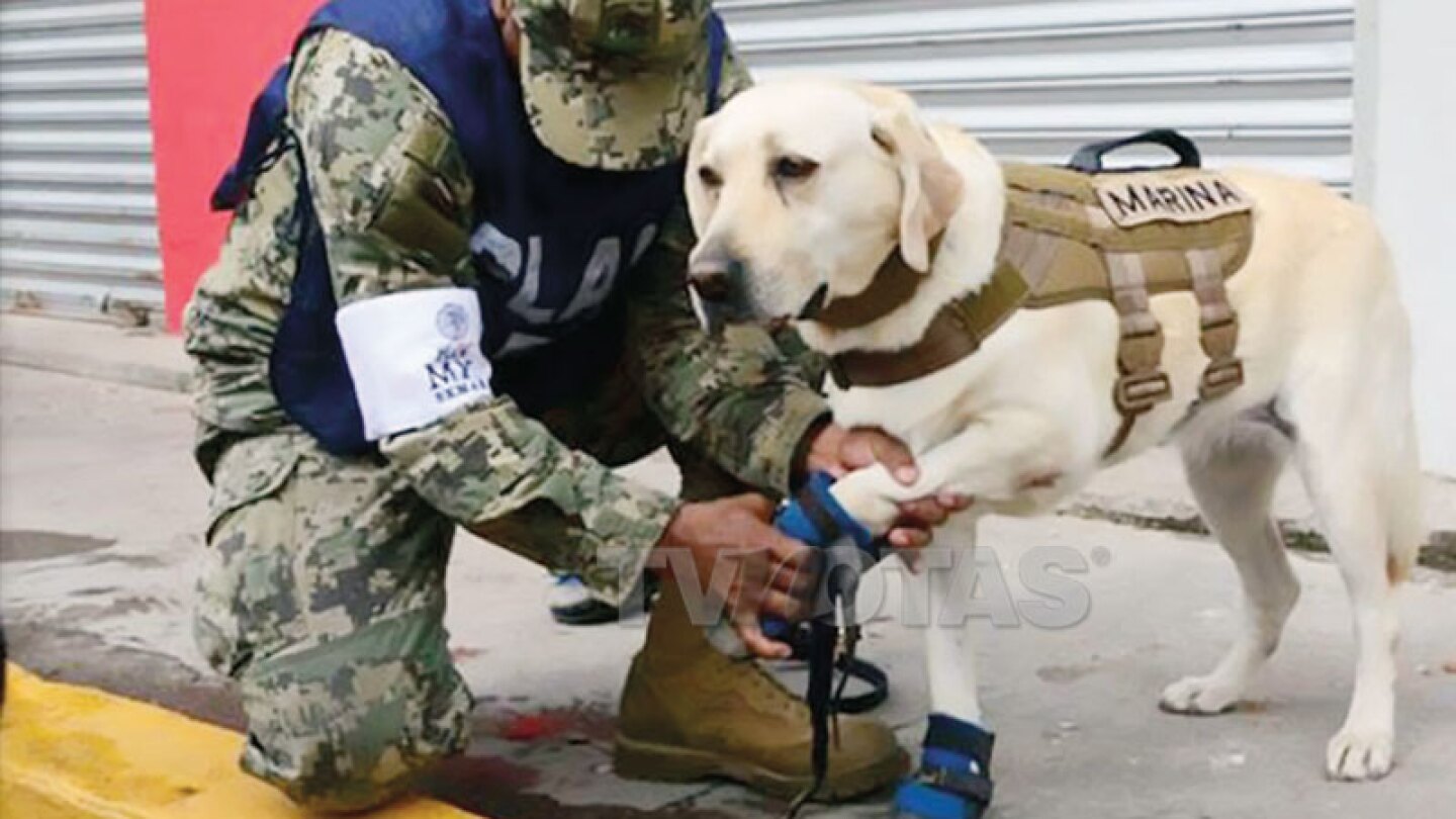 ¡Héroes ‘robacorazones’!… Arriesgan sus vidas en los escombros ¡para rescatar humanos!