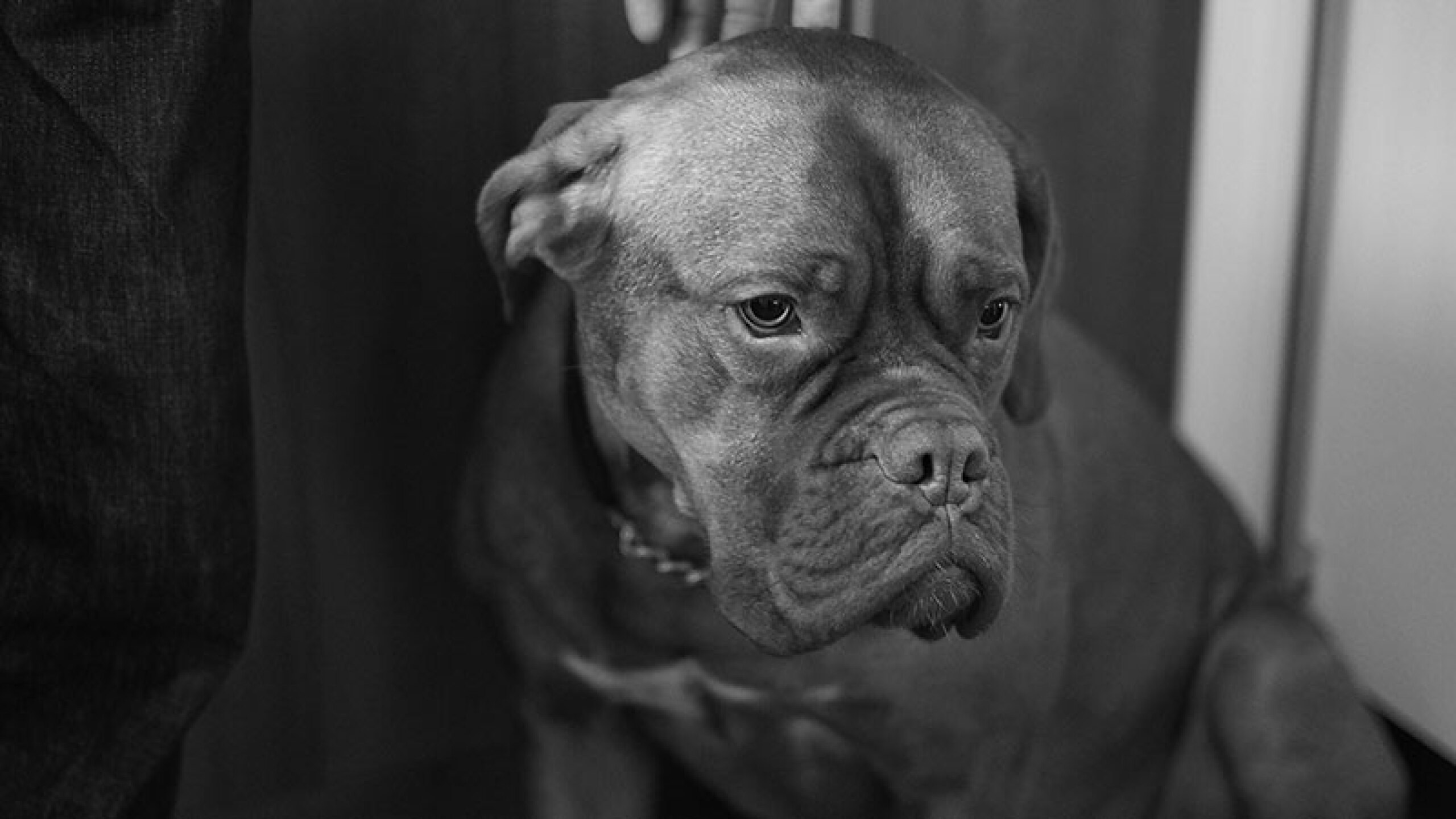 mascotas felices perrihijos perruno